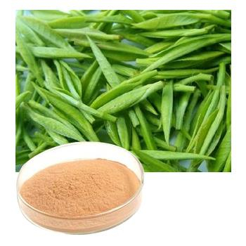 Green Tea Extract