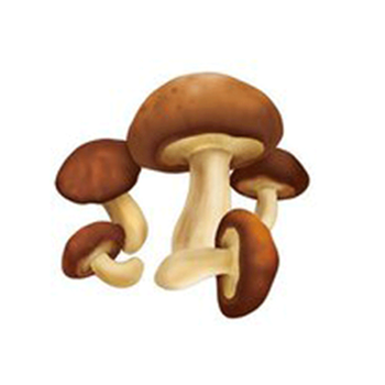 Mushroom
